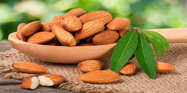 تصویر 4 از قیمت بادام مامایی ممتاز + خرید باور نکردنی